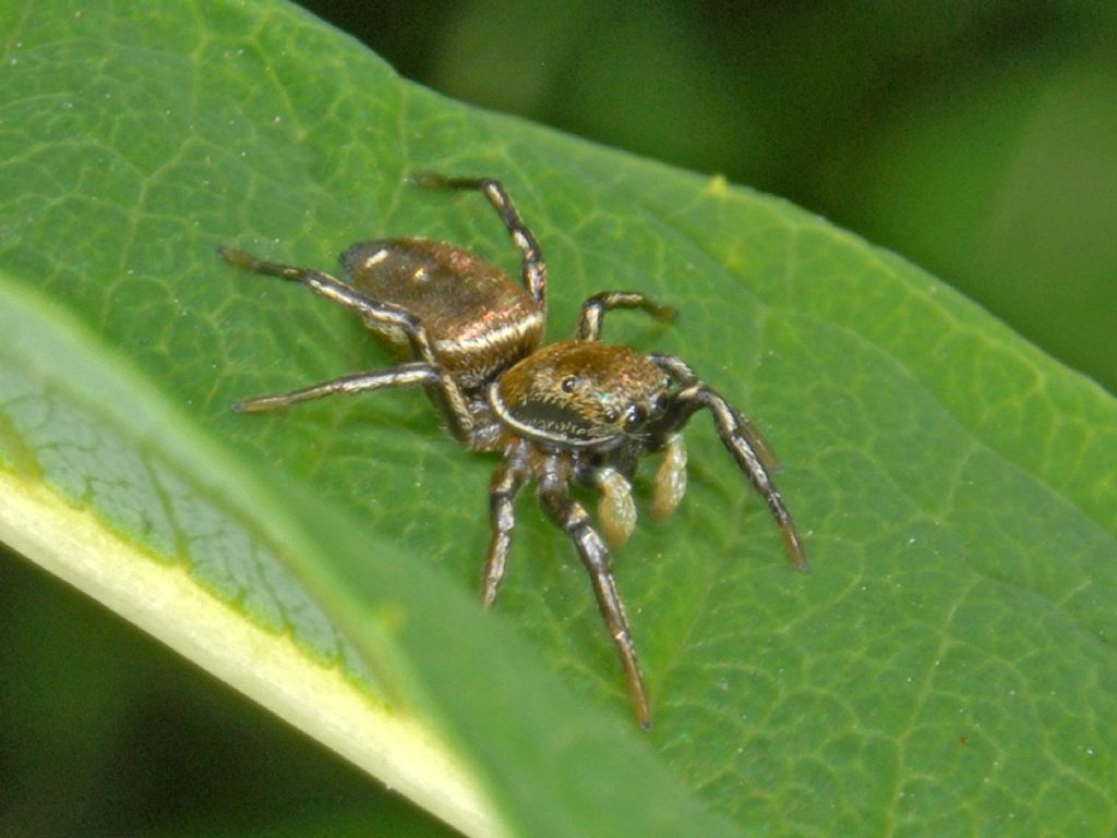 Heliophanus sp., maschio - La Thuile (AO)